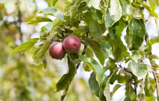 Achtung, fertig, Naschzeit - Die Ernte geht los! Achtung, fertig, Naschzeit - Die Ernte geht los!