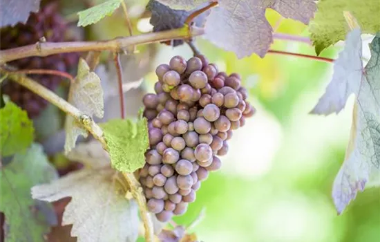 Warum Wein eigentlich aus Beeren gemacht wird Warum Wein eigentlich aus Beeren gemacht wird