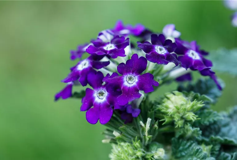 Verbena aufrecht