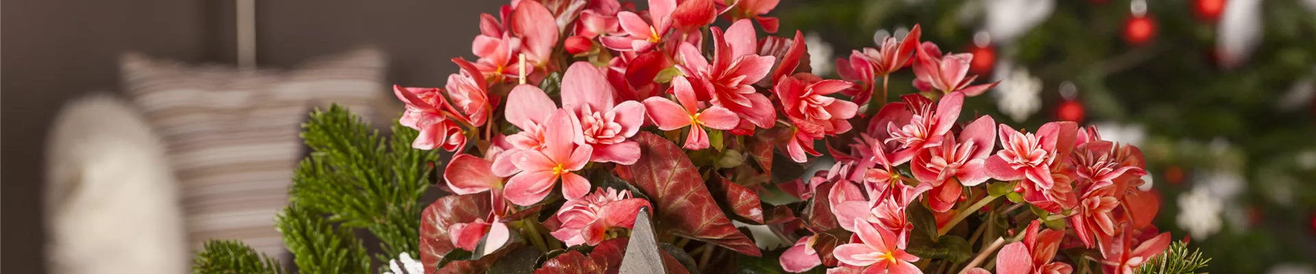 Begonia Begonia
