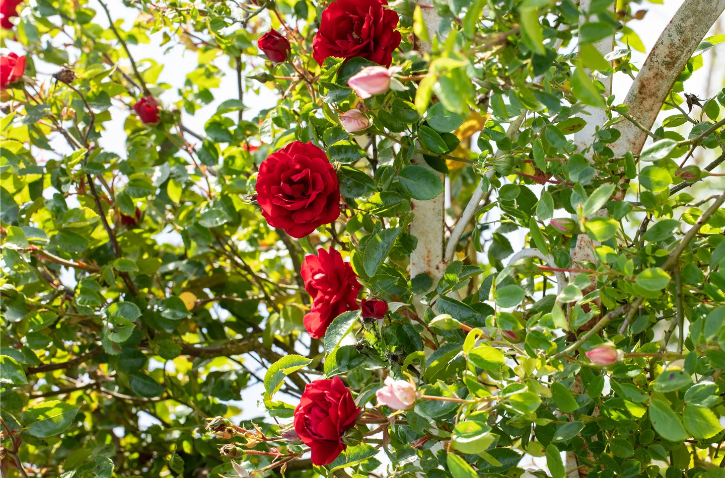 Veredelung von Rosen Veredelung von Rosen