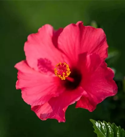 Hibiscus rosa-sinensis
