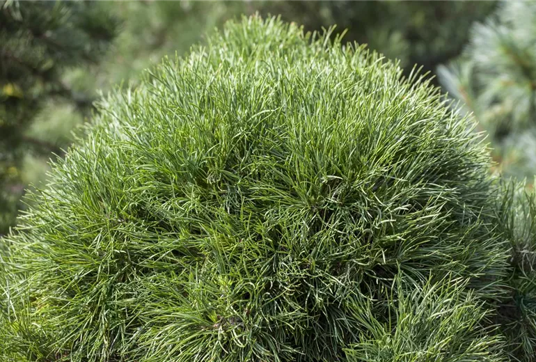 Pinus sylvestris 'Globosa Viridis'