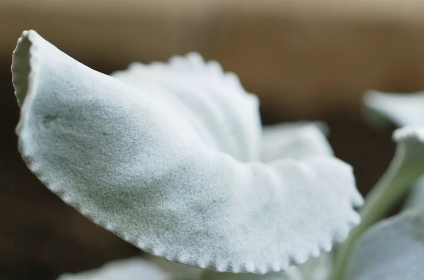 Silberblatt (Senecio) - Einpflanzen im Garten Silberblatt (Senecio) - Einpflanzen im Garten