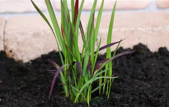 Japanisches Blutgras - Einpflanzen im Garten Japanisches Blutgras - Einpflanzen im Garten