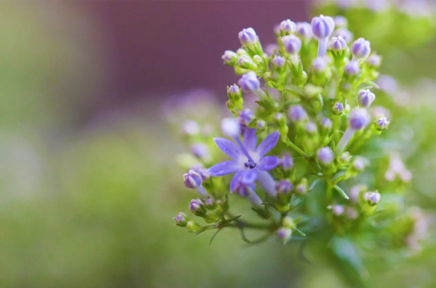 Blaues Halskraut - Einpflanzen im Garten