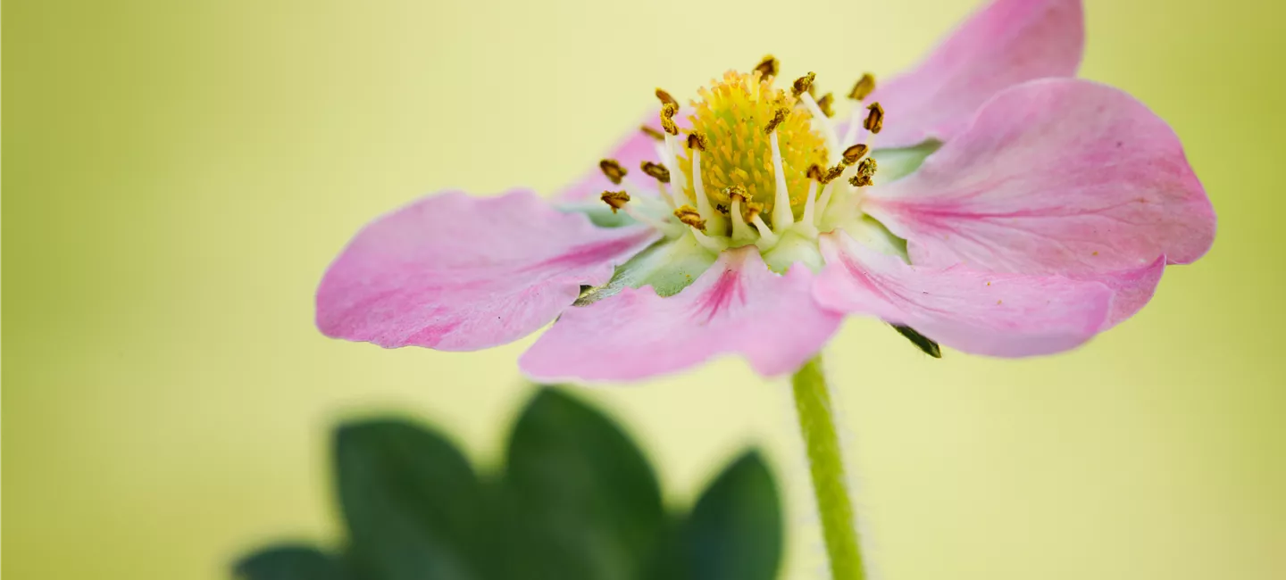 Insektenweide für Balkon und Garten- Broschüre