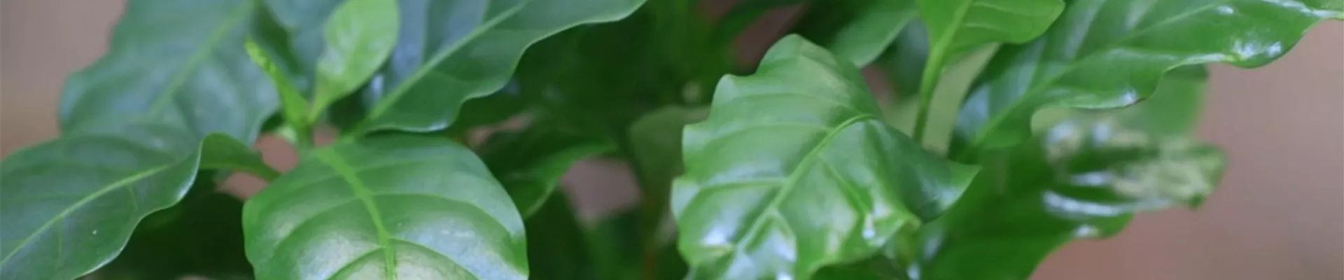 Kaffeepflanze - Umtopfen (thumbnail) Kaffeepflanze - Umtopfen (thumbnail)