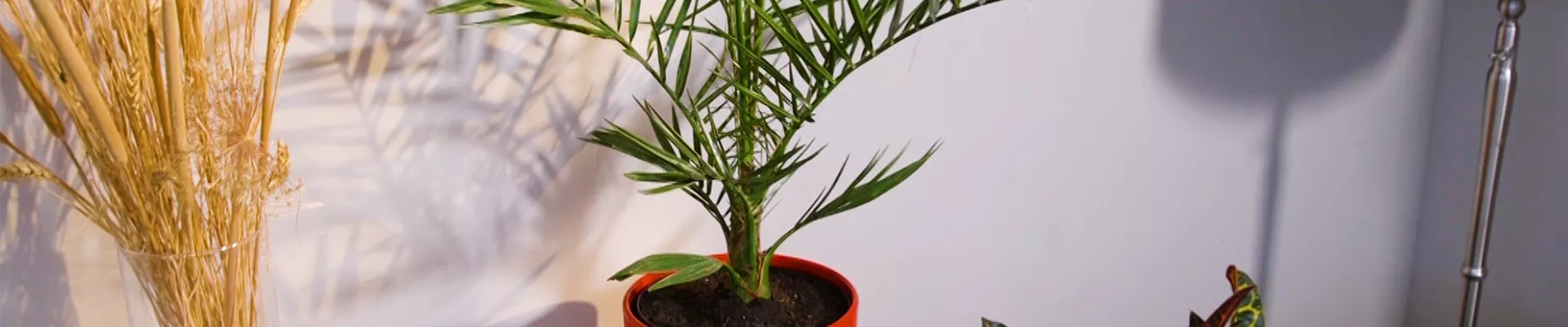 Kanarische Dattelpalme - Umtopfen (Thumbnail) Kanarische Dattelpalme - Umtopfen (Thumbnail)