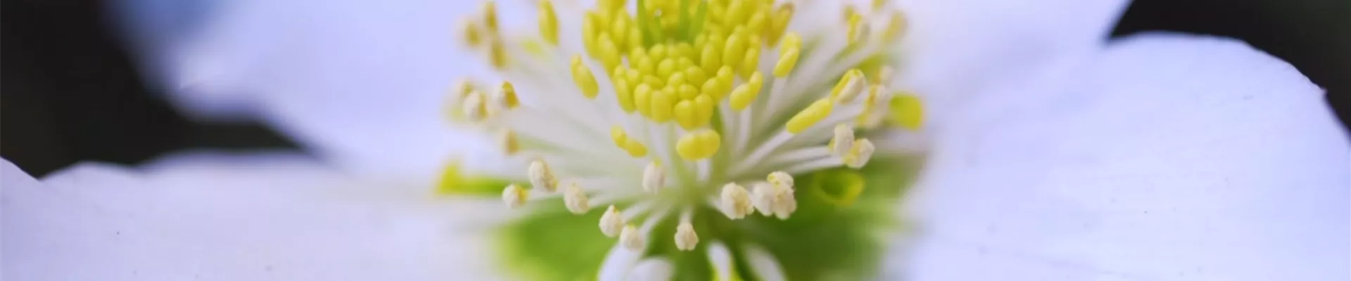 Christrose - Einpflanzen im Garten (thumbnail2) Christrose - Einpflanzen im Garten (thumbnail2)