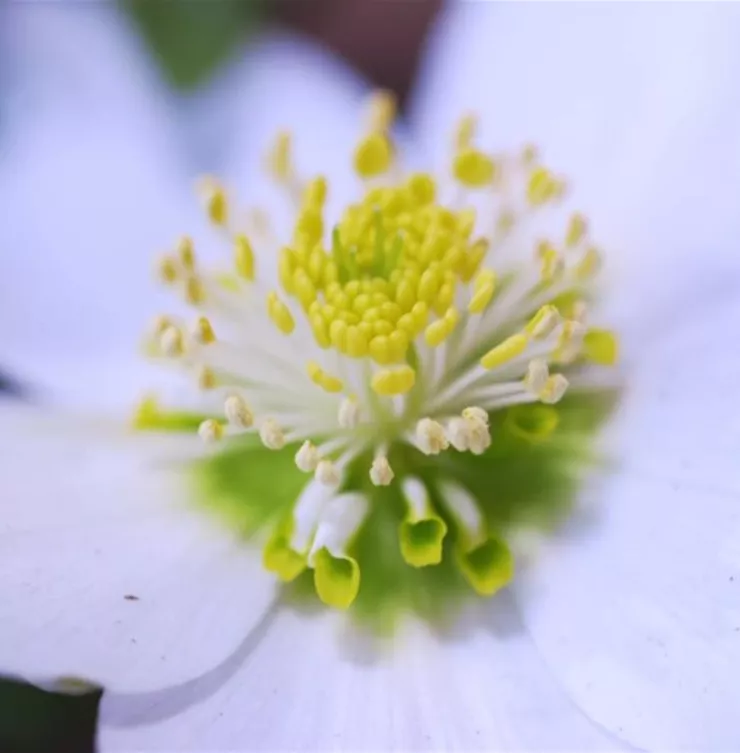 Christrose - Einpflanzen im Garten Christrose - Einpflanzen im Garten