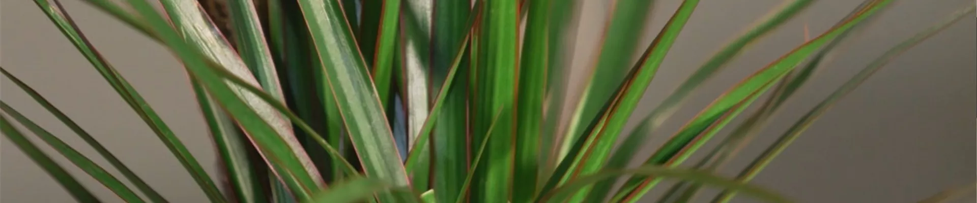 Drachenbaum (thumbnail)