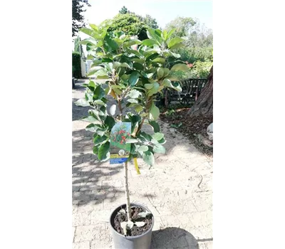 Malus domestica 'Croquella'®  Malus domestica 'Croquella'®
