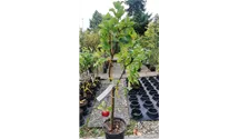 Zwergapfel 'Delgrina'®