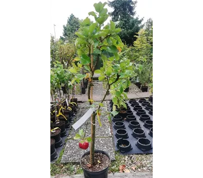 Malus domestica 'Delgrina'® Malus domestica 'Delgrina'®