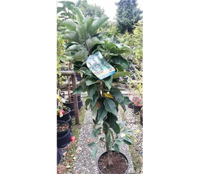 Malus domestica 'Redcats'® Malus domestica 'Redcats'®
