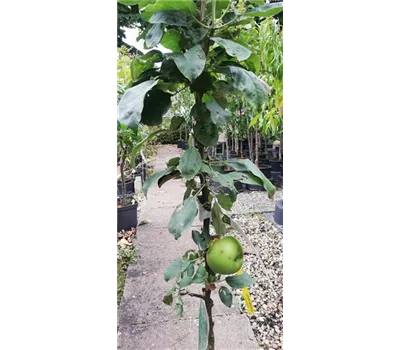Malus domestica 'Greencats'®  Malus domestica 'Greencats'®
