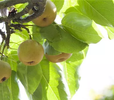 Pyrus pyraster 'Kosui'
