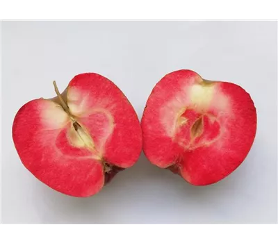 Malus domestica 'Baya® Marisa'