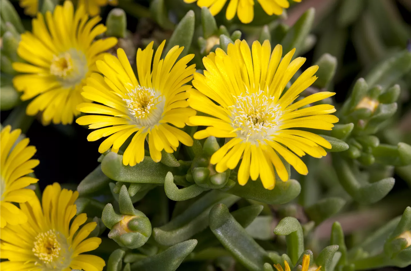 Winterharte Eisblumen (Delosperma congesta) für den Steingarten