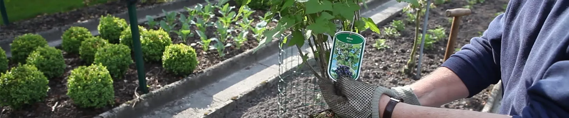 Schwarze Johannisbeere - Einpflanzen im Garten (thumbnail) Schwarze Johannisbeere - Einpflanzen im Garten (thumbnail)