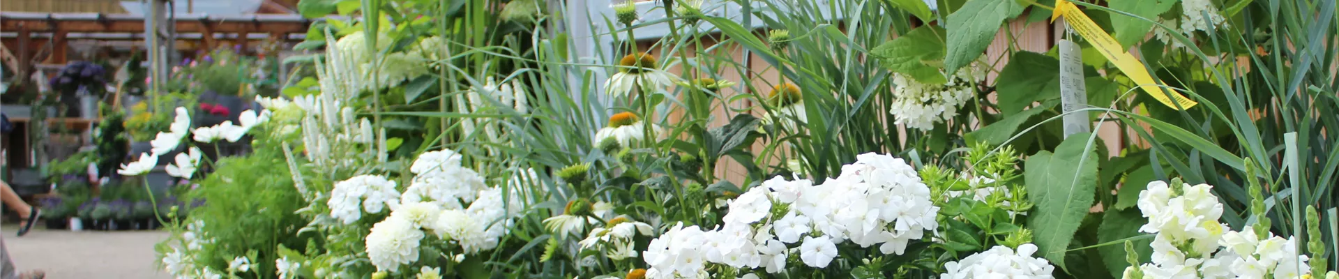 Pflanzenhof eingang Ulla Hatt