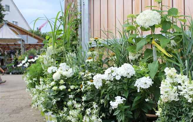 Pflanzenhof eingang Ulla Hatt.jpg