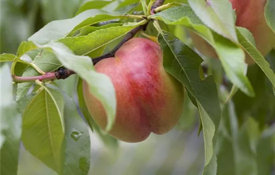Prunus persica var. nucipersica 'Nectared 4'