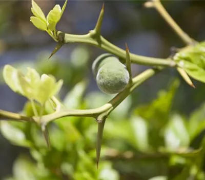Poncirus trifoliata Poncirus trifoliata