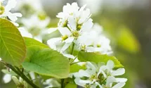 Felsenbirne 'Smokey'