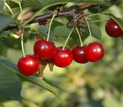 Prunus cerasus 'Vowi'(s)