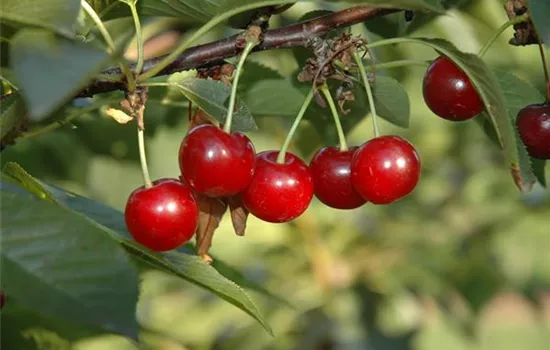 Prunus cerasus 'Vowi'(s)