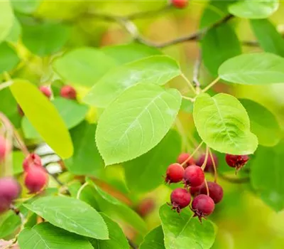 Amelanchier alnifolia 'Martin'