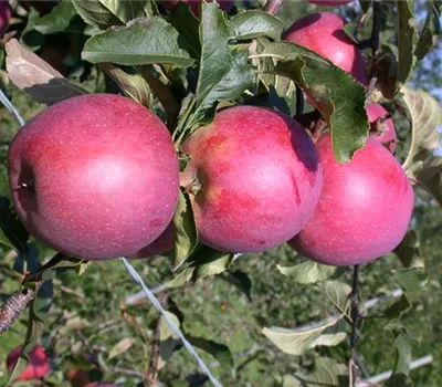 Malus domestica 'Berner Rosenapfel'