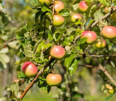 Malus domestica 'Jakob Fischer'