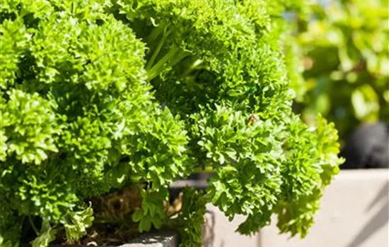 Kräuter im eigenen Garten: Anlegen des Kräutergartens Kräuter im eigenen Garten: Anlegen des Kräutergartens