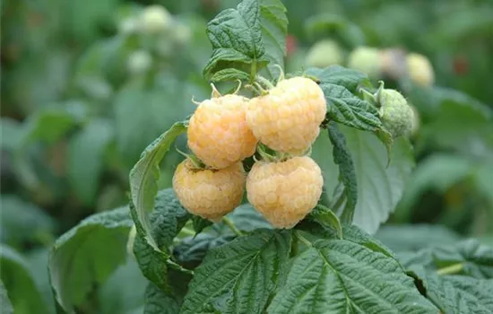 Rubus idaeus 'Fallgold'