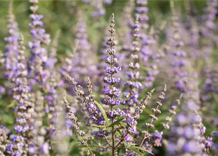 Klimafeste Gehölze - Trockenkünstler