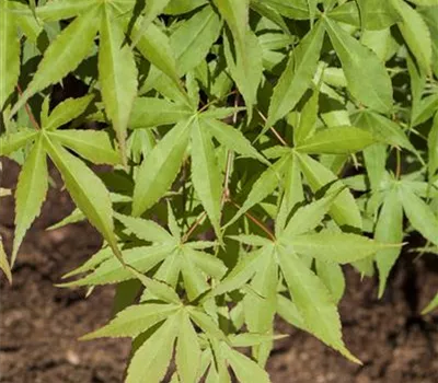 Acer palmatum 'Osakazuki' Acer palmatum 'Osakazuki'