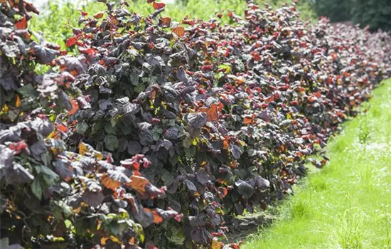 Corylus avellana 'Rotblättrige Zellernuss'