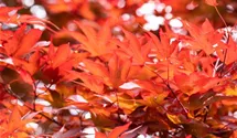 Fächerahorn 'Fireglow'