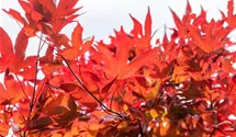 Fächerahorn 'Fireglow'