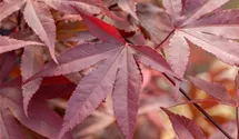 Fächerahorn 'Fireglow'