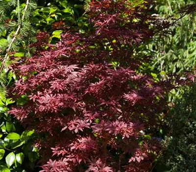 Acer palmatum 'Shaina'