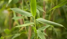 Fargesia murielae 'Simba'
