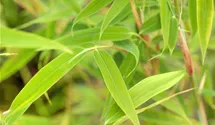 Fargesia murielae 'Simba'