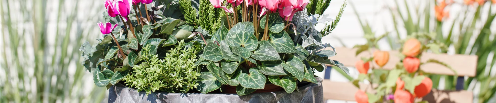 Cyclamen persicum 'Out-Land'® Cyclamen persicum 'Out-Land'®