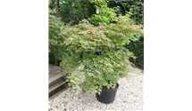 Rotaustreibender Fächerahorn 'Deshojo'