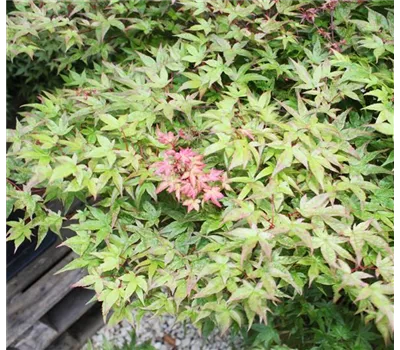 Acer palmatum 'Deshojo' Acer palmatum 'Deshojo'