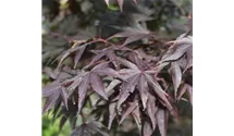 Fächerahorn 'Fireglow'